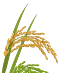 Rice stalk